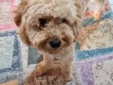 1 Yaşinda Di̇şi̇ Toy Poodle