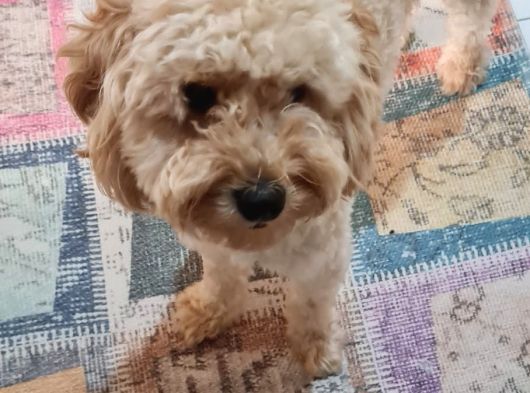 1 Yaşinda Di̇şi̇ Toy Poodle görsel