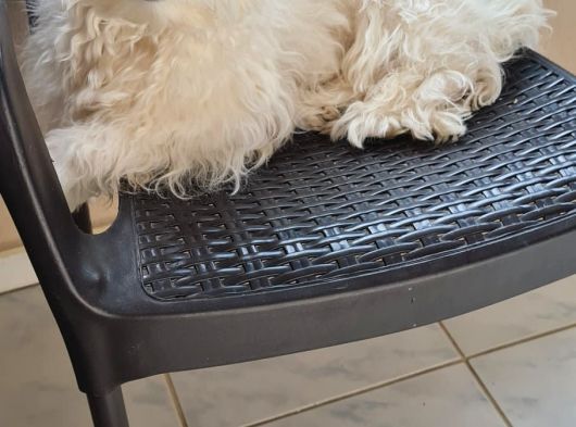 1 Buçuk Yaşında Maltese Terrier