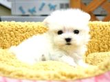 Korean Maltese Teacup Bebekler
