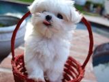 Korean Maltese Teacup Bebekler