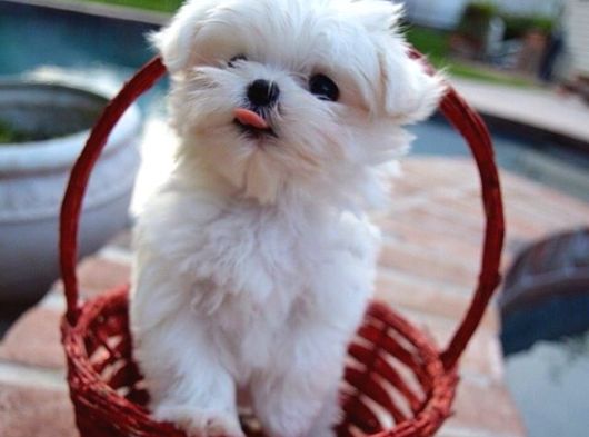 Korean Maltese Teacup Bebekler görsel