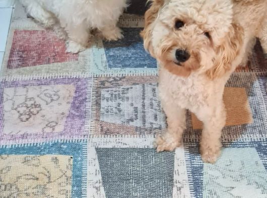 1 Yaşinda Di̇şi̇ Toy Poodle