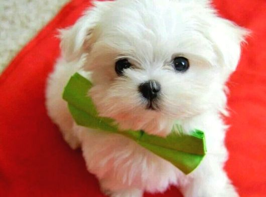 KOREAN MALTESE TEACUP BEBEKLER