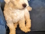 1 Buçuk Yaşında Maltese Terrier