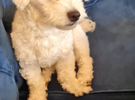 1 Buçuk Yaşında Maltese Terrier görsel