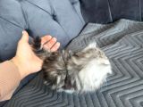 Kuşadasının En İyileri Longhair White-Silver-Tabby