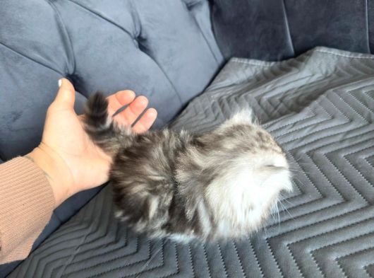 Kuşadasının En İyileri Longhair White-Silver-Tabby görsel