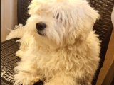 1 buçuk yaşında maltese terrier