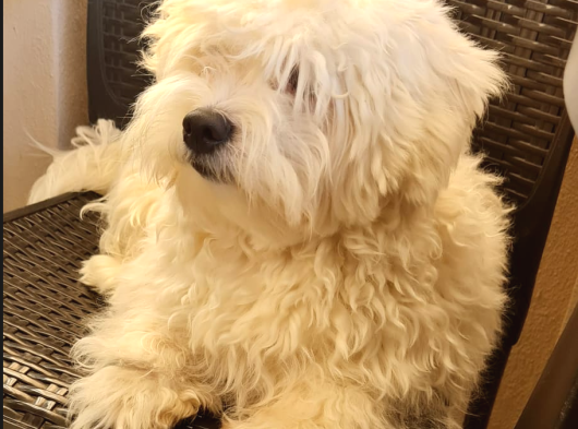 1 Buçuk Yaşında Maltese Terrier