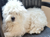 1 Buçuk Yaşında Maltese Terrier