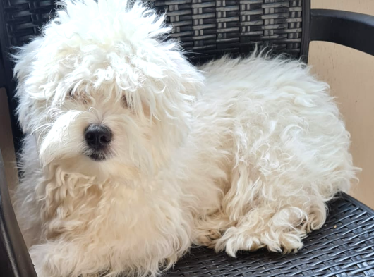 1 Buçuk Yaşında Maltese Terrier görsel