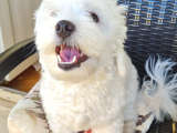 1 Buçuk Yaşında Maltese Terrier