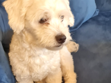 1 Buçuk Yaşında Maltese Terrier