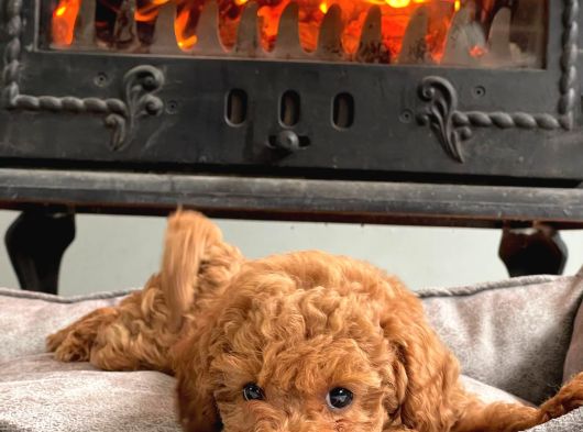 Kurabiye Tadında Poodle Bebeklerimiz görsel