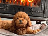 Kurabiye Tadında Poodle Bebeklerimiz