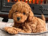 Kurabiye Tadında Poodle Bebeklerimiz