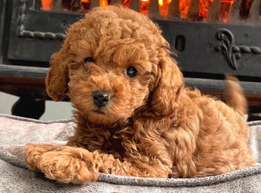 Kurabiye Tadında Poodle Bebeklerimiz görsel