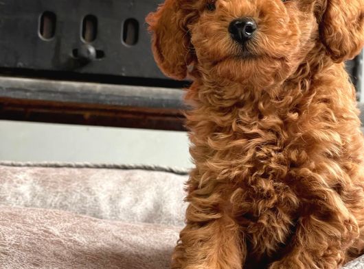 Kurabiye Tadında Poodle Bebeklerimiz görsel