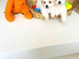 Maltese Terrier XS Evimin Neşeli Büyümeyen Patileri