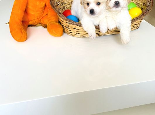 Maltese Terrier Xs Evimin Neşeli Büyümeyen Patileri