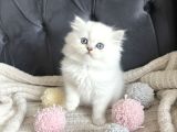 Kuşadasının En İyileri Longhair White-Silver-Tabby