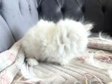 Kuşadasının En İyileri Longhair White-Silver-Tabby