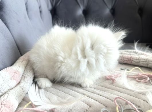 Kuşadasının En İyileri Longhair White-Silver-Tabby görsel