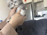 Kuşadasının En İyileri Longhair White-Silver-Tabby