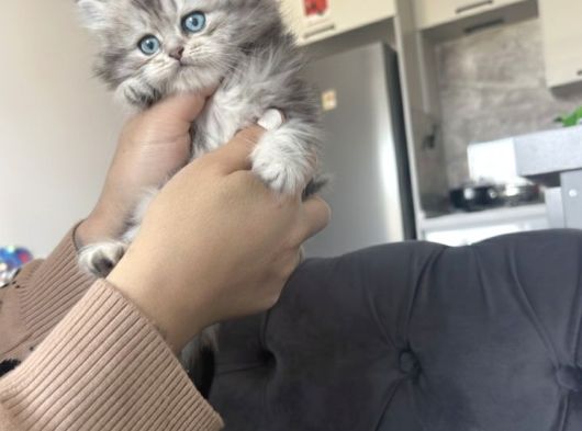 Kuşadasının En İyileri Longhair White-Silver-Tabby görsel