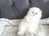 Kuşadasının En İyileri Longhair White-Silver-Tabby