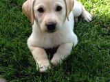 Labrador bebeklerimiz teslime hazır