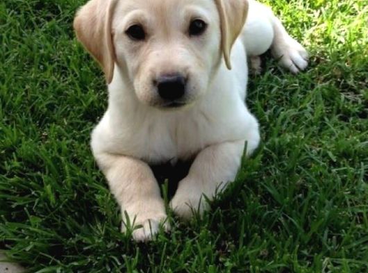 Labrador bebeklerimiz teslime hazır