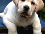 Labrador Bebeklerimiz Teslime Hazır