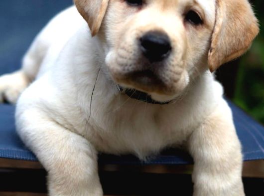 Labrador Bebeklerimiz Teslime Hazır görsel