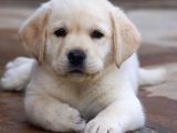 Labrador Bebeklerimiz Teslime Hazır