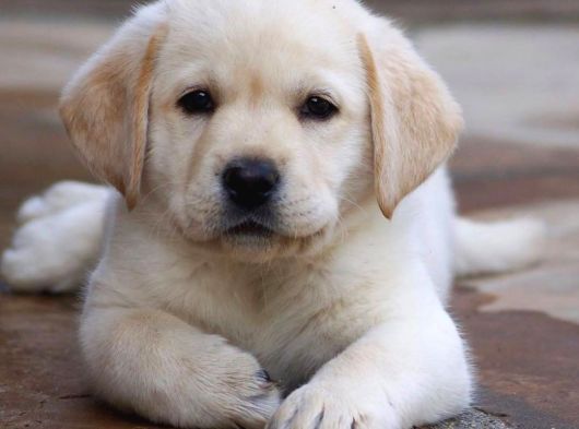 Labrador Bebeklerimiz Teslime Hazır görsel