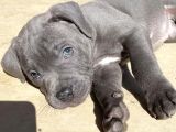 Üst Seviye Cane Corso Yavrular Teslime Hazır