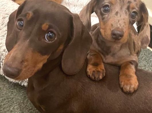 Veteriner Kontrolleri Tam Safkan Dachshund yavrular
