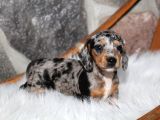 Dacshund Bebekler Çi̇ftli̇ği̇ni̇zden Özel Renk