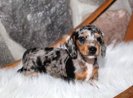 Dacshund Bebekler Çi̇ftli̇ği̇ni̇zden Özel Renk görsel