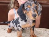 Dacshund Bebekler Çi̇ftli̇ği̇ni̇zden Özel Renk
