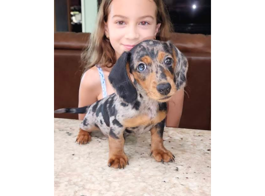 Dacshund Bebekler Çi̇ftli̇ği̇ni̇zden Özel Renk görsel