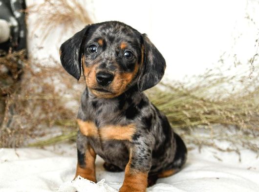 Dacshund Bebekler Çi̇ftli̇ği̇ni̇zden Özel Renk