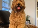 Goldenddoodle Bebekler A Kali̇te Aşili Garanti̇li̇