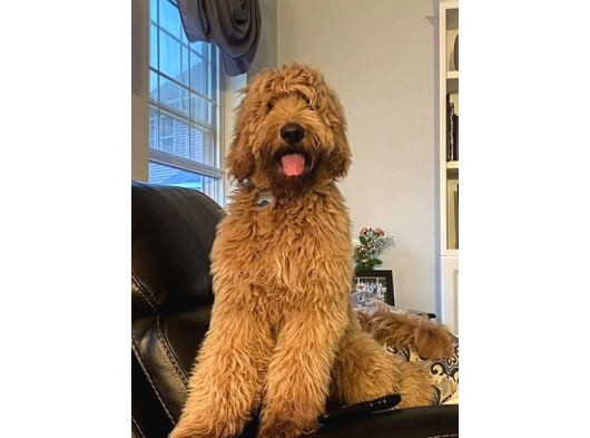 Goldenddoodle Bebekler A Kali̇te Aşili Garanti̇li̇ görsel