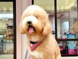 GOLDENDDOODLE BEBEKLER A KALİTE AŞILI GARANTİLİ