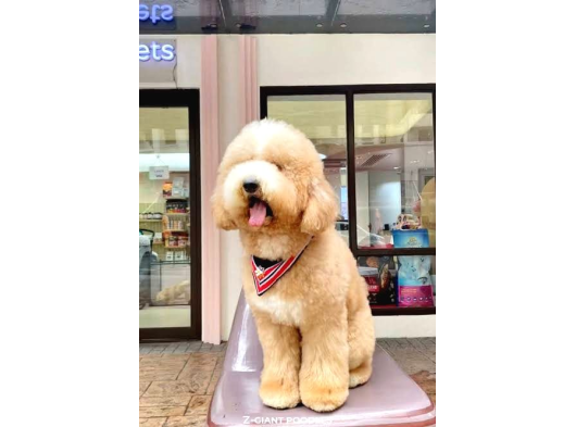 Goldenddoodle Bebekler A Kali̇te Aşili Garanti̇li̇