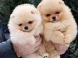 Pomeranian Dişi Ve Erkek Bebeklerimiz