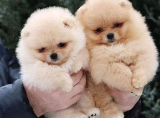 Pomeranian Dişi Ve Erkek Bebeklerimiz görsel